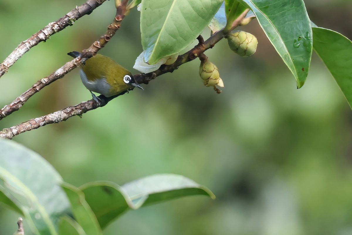 Black-capped White-eye - ML645871499