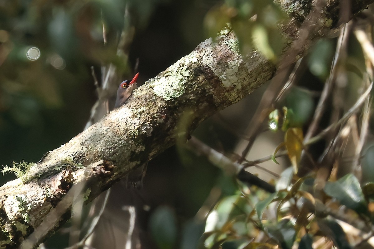 Velvet-fronted Nuthatch - ML645871514