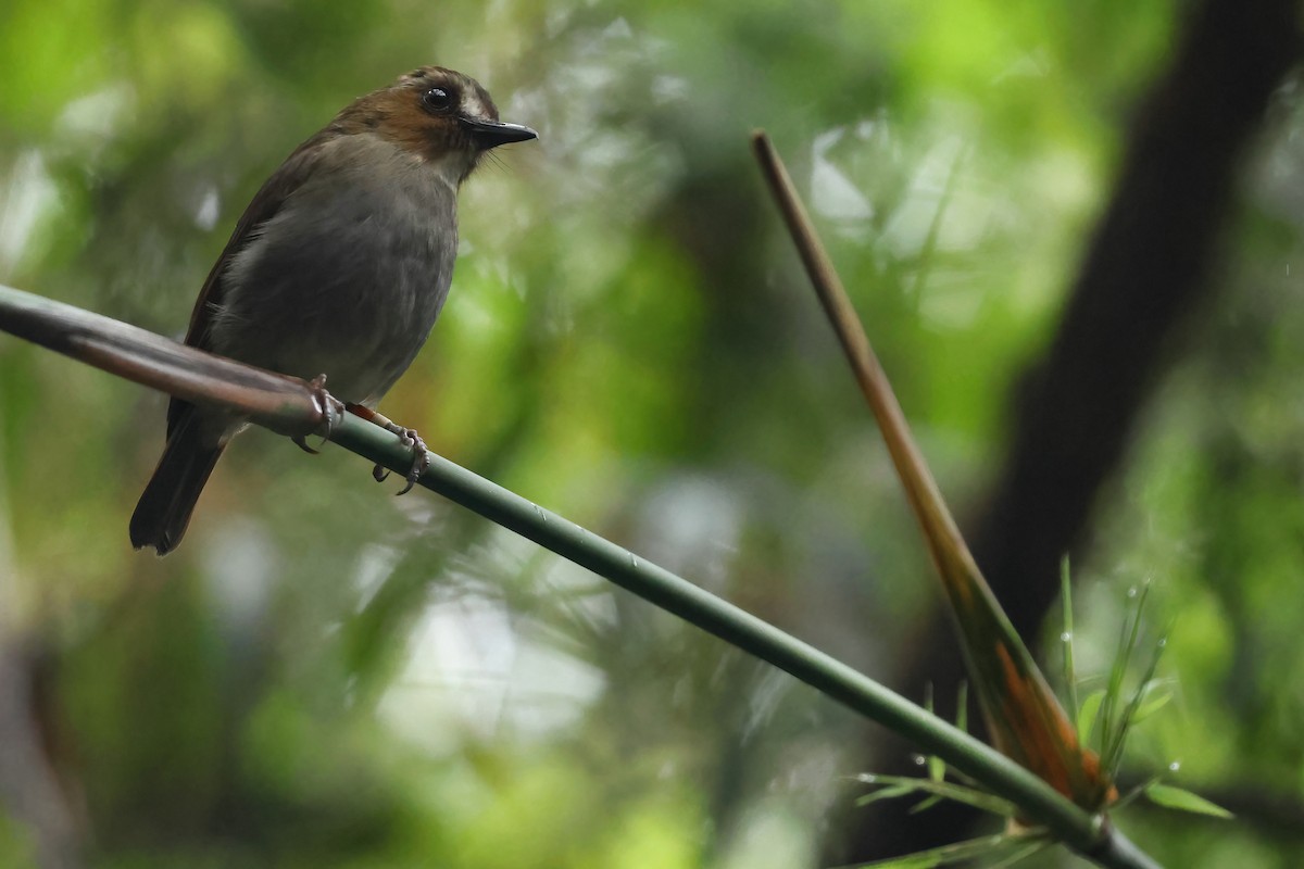 Eyebrowed Jungle Flycatcher - ML645871529