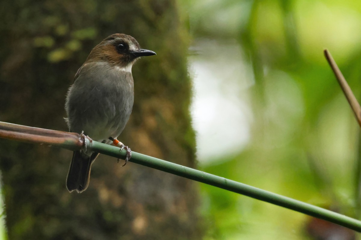 Eyebrowed Jungle Flycatcher - ML645871530