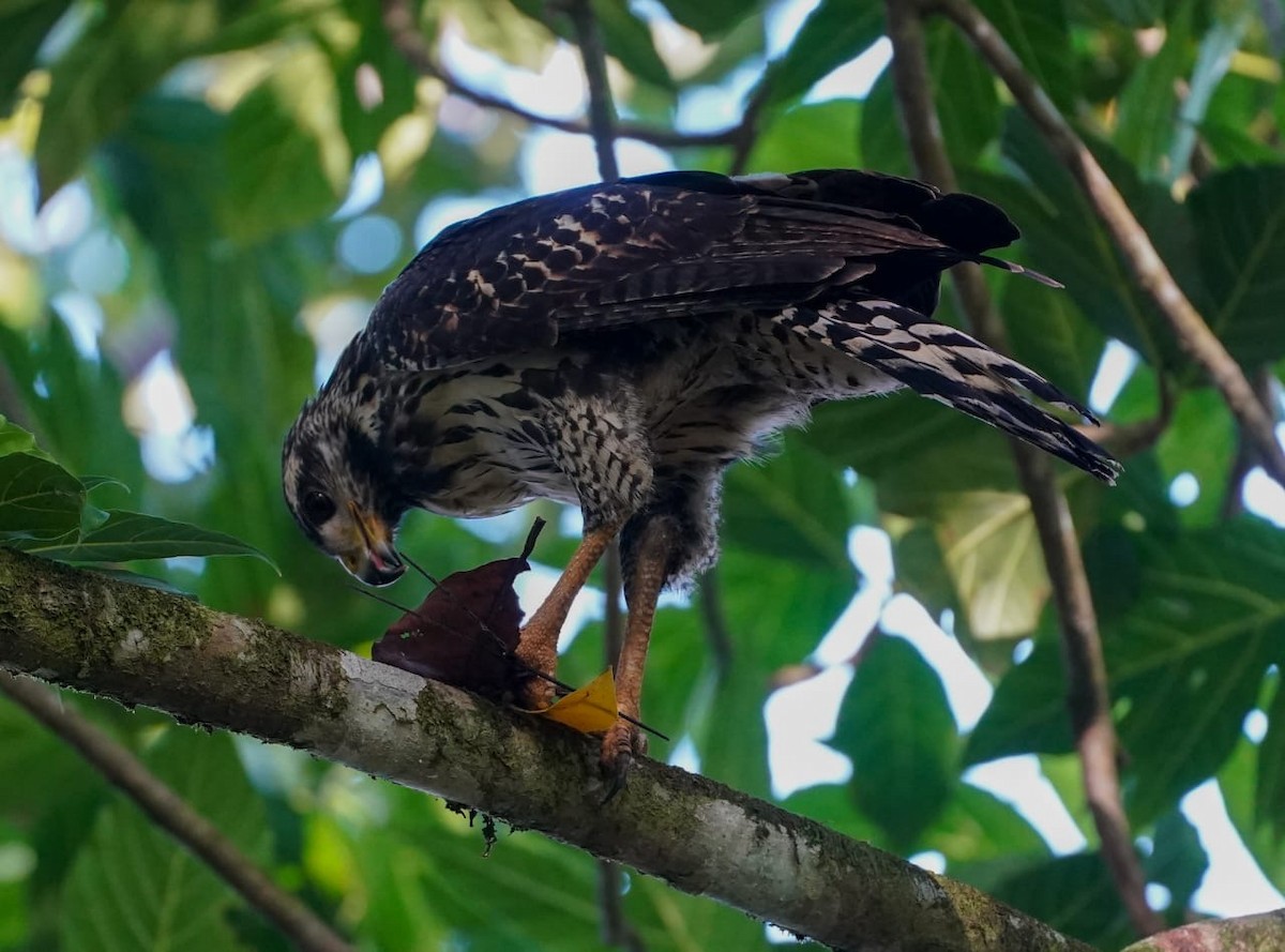 Common Black Hawk - ML645871537