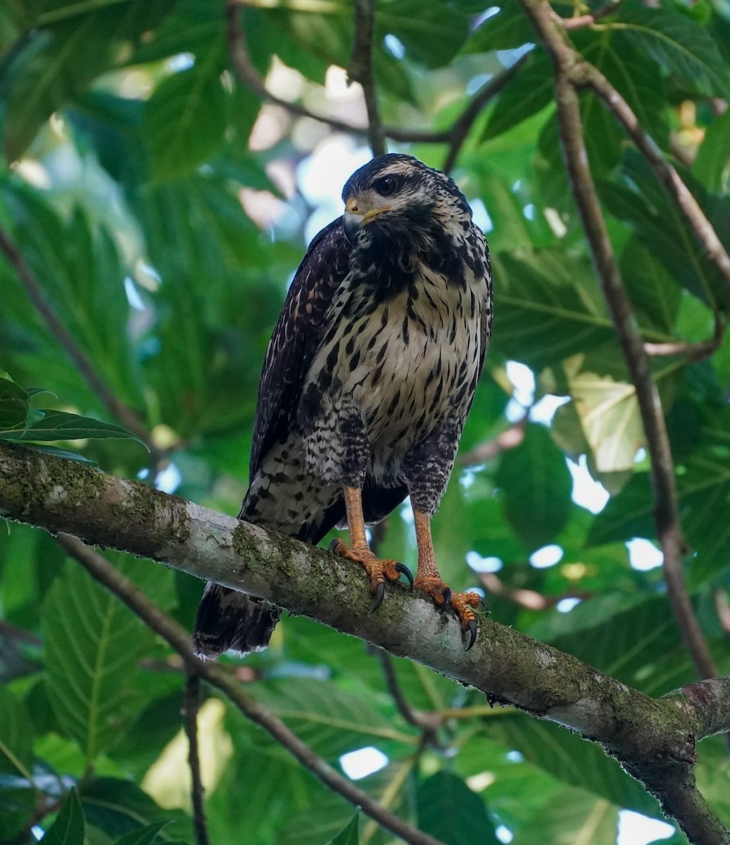 Common Black Hawk - ML645871538