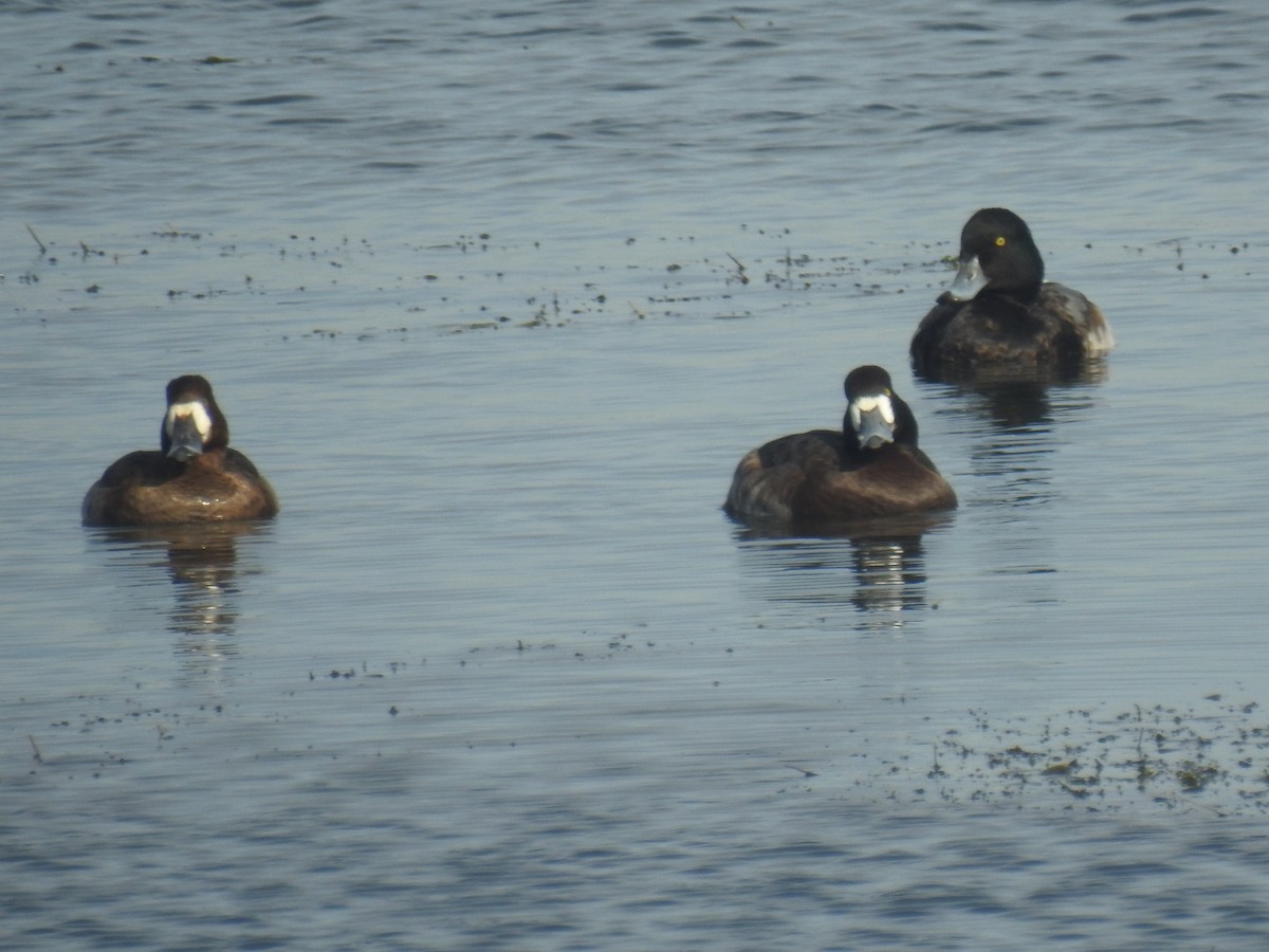 スズガモ - ML645871539