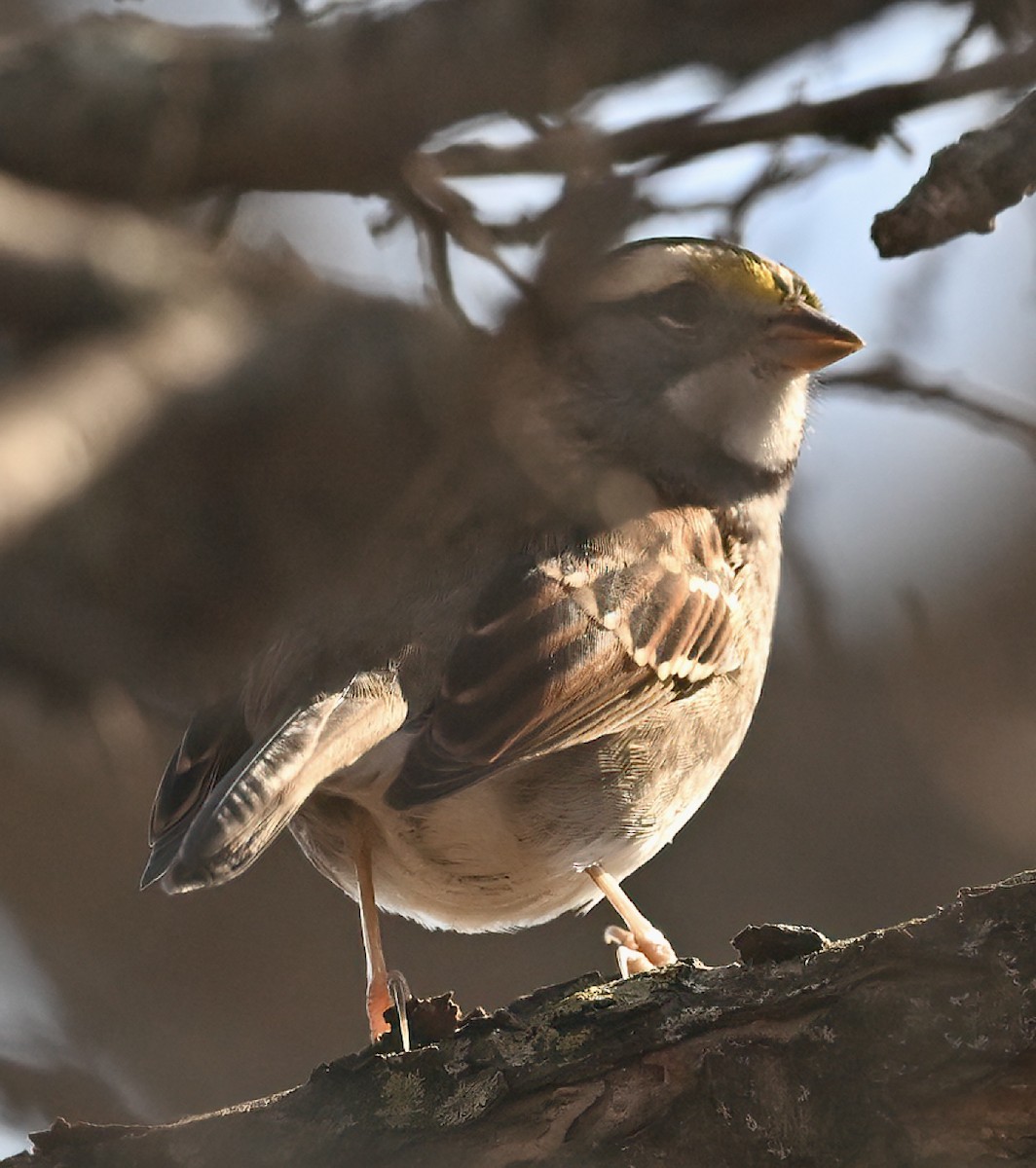 White-throated Sparrow - ML645871540