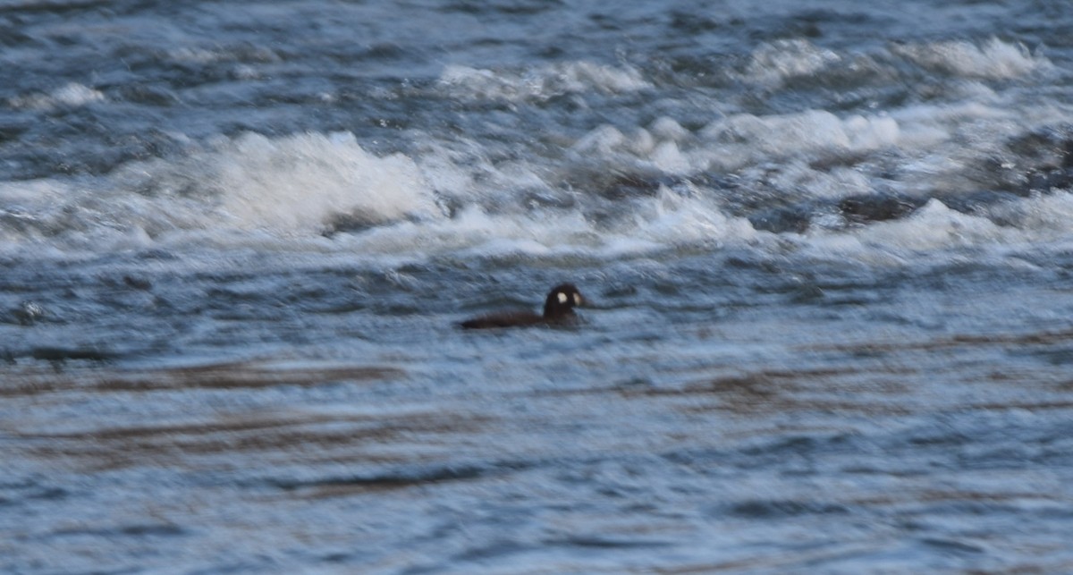 Harlequin Duck - ML645871547
