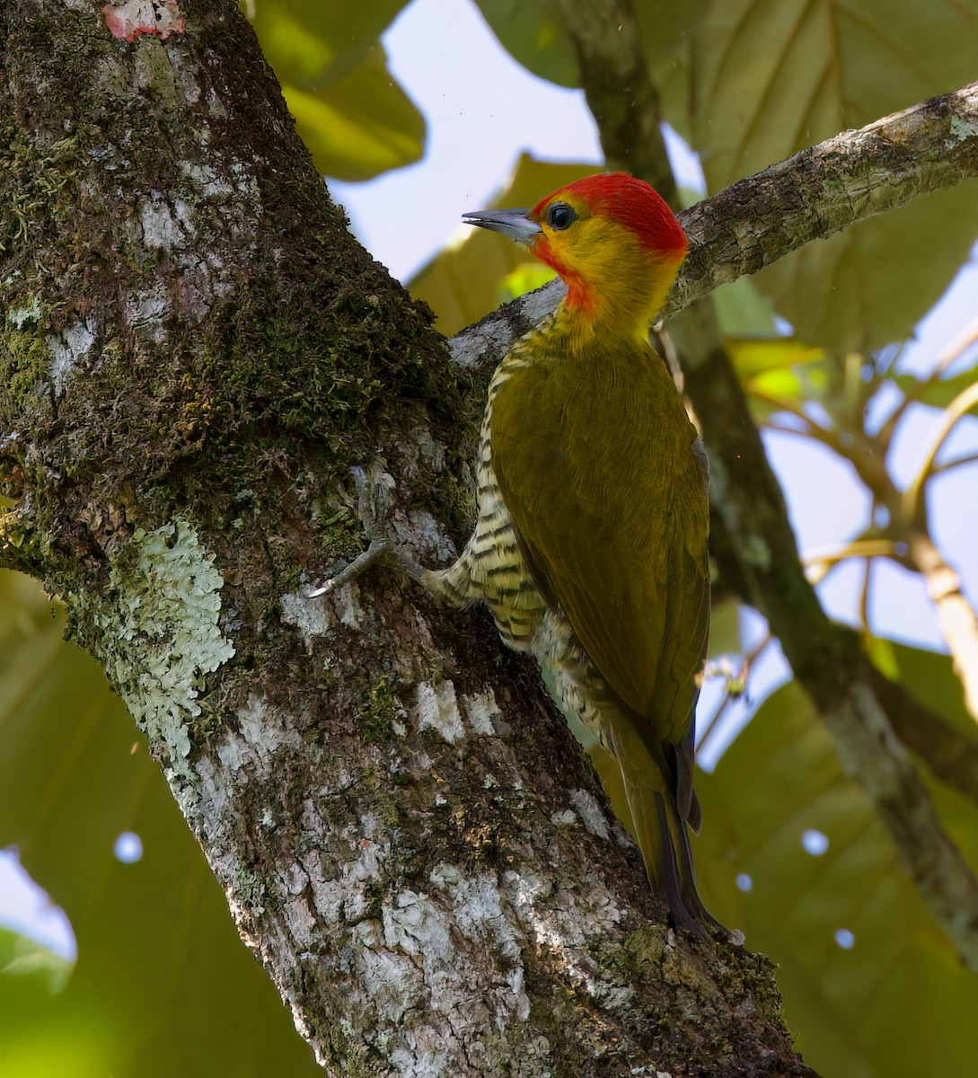 Yellow-throated Woodpecker - ML645871548