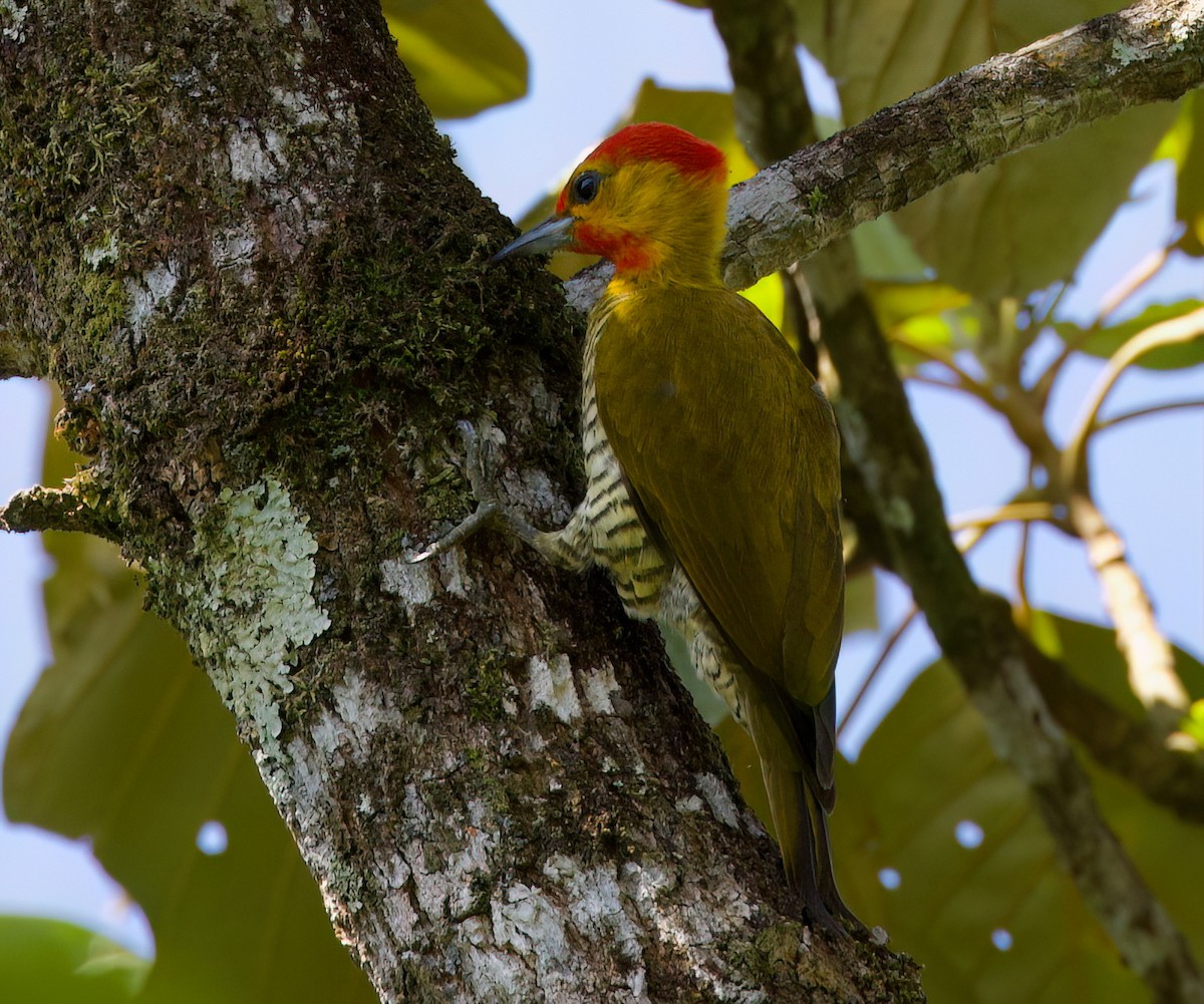 Yellow-throated Woodpecker - ML645871549