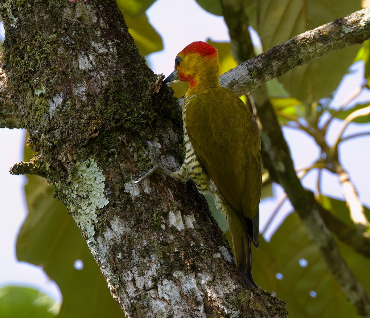Yellow-throated Woodpecker - ML645871550