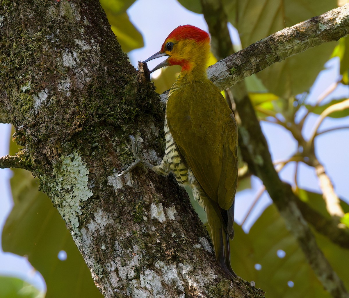 Yellow-throated Woodpecker - ML645871551