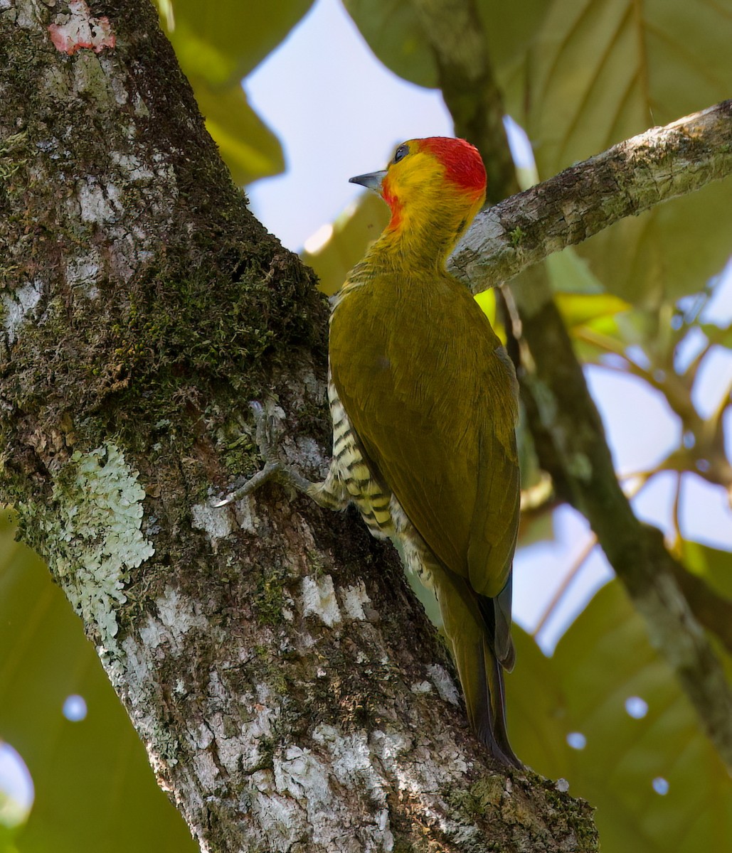 Yellow-throated Woodpecker - ML645871552
