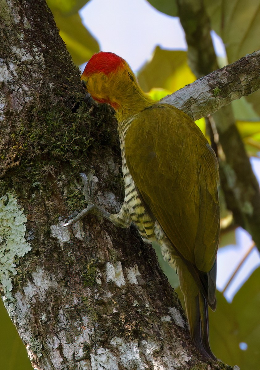 Yellow-throated Woodpecker - ML645871553