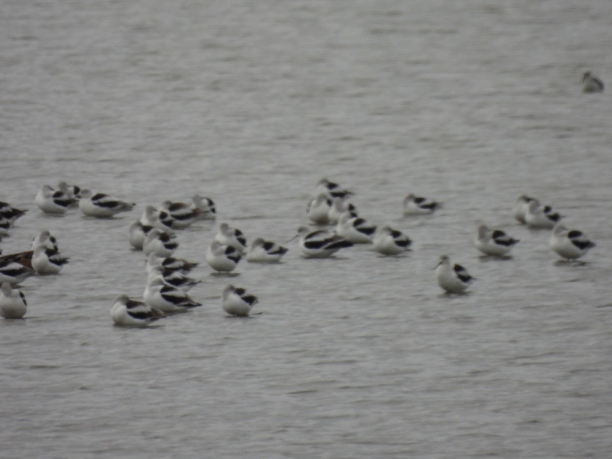 American Avocet - ML645871555