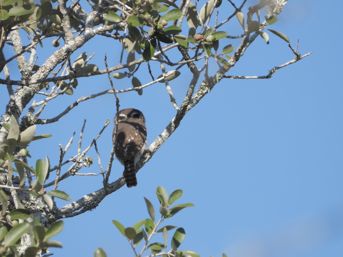 アカスズメフクロウ - ML645871559