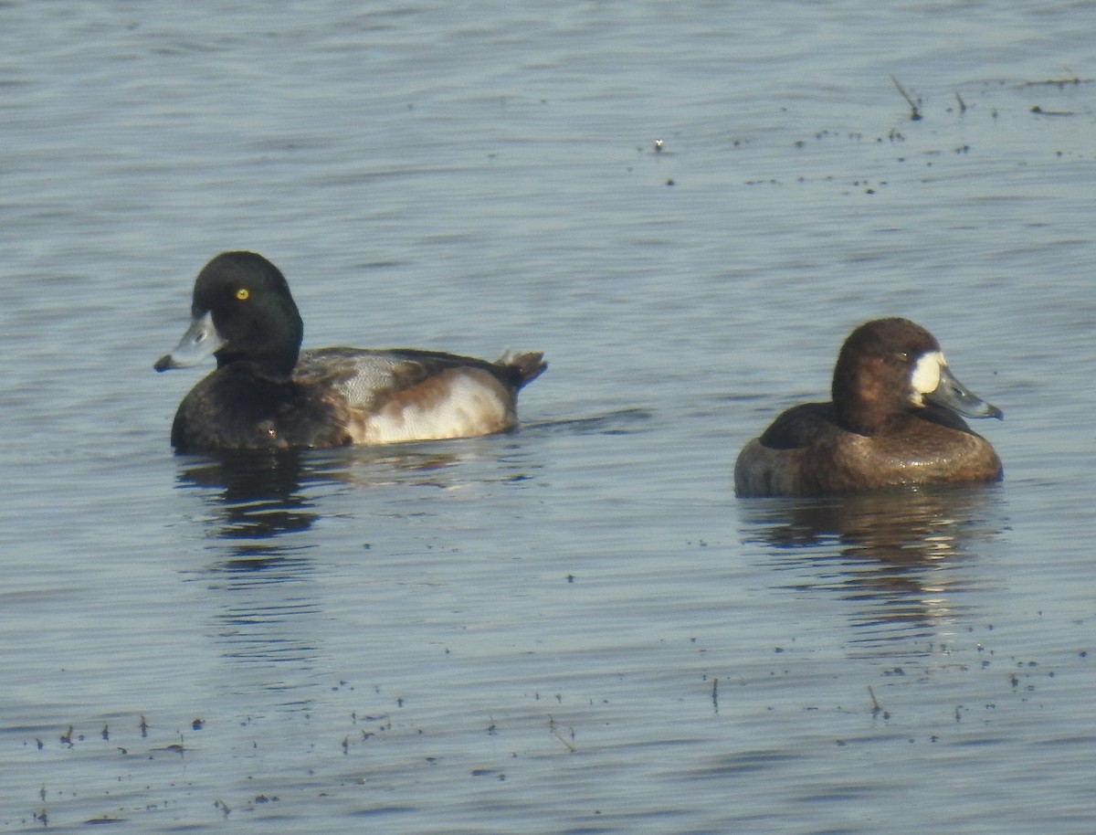 スズガモ - ML645871560