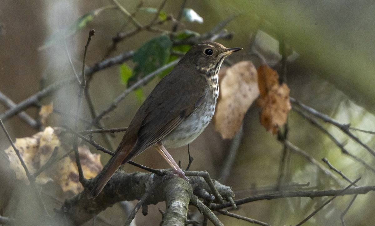 Hermit Thrush - ML645871562