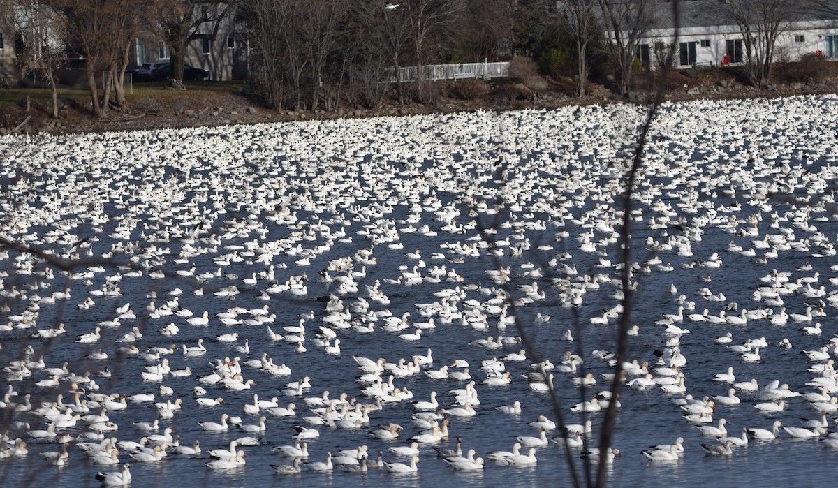 Snow Goose - ML645871574