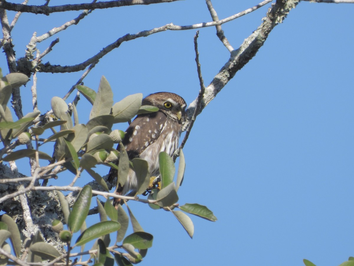 アカスズメフクロウ - ML645871600