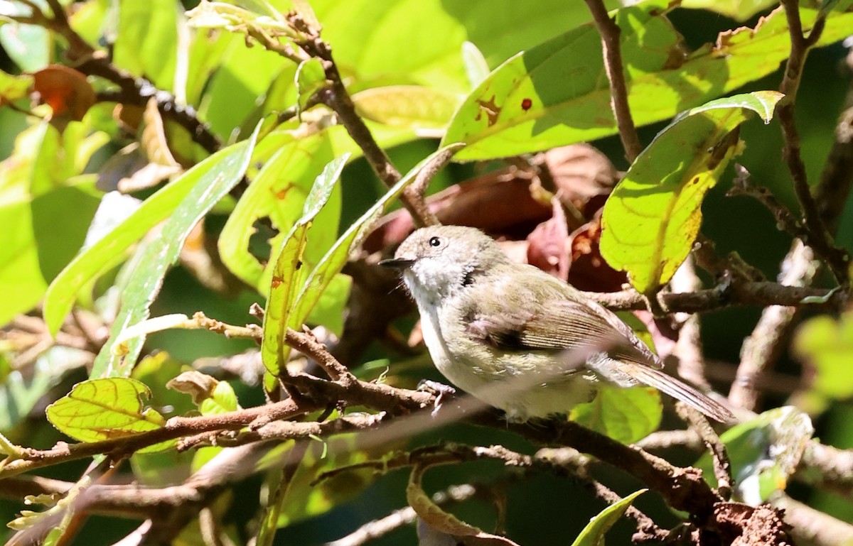 Mountain Thornbill - ML645871608