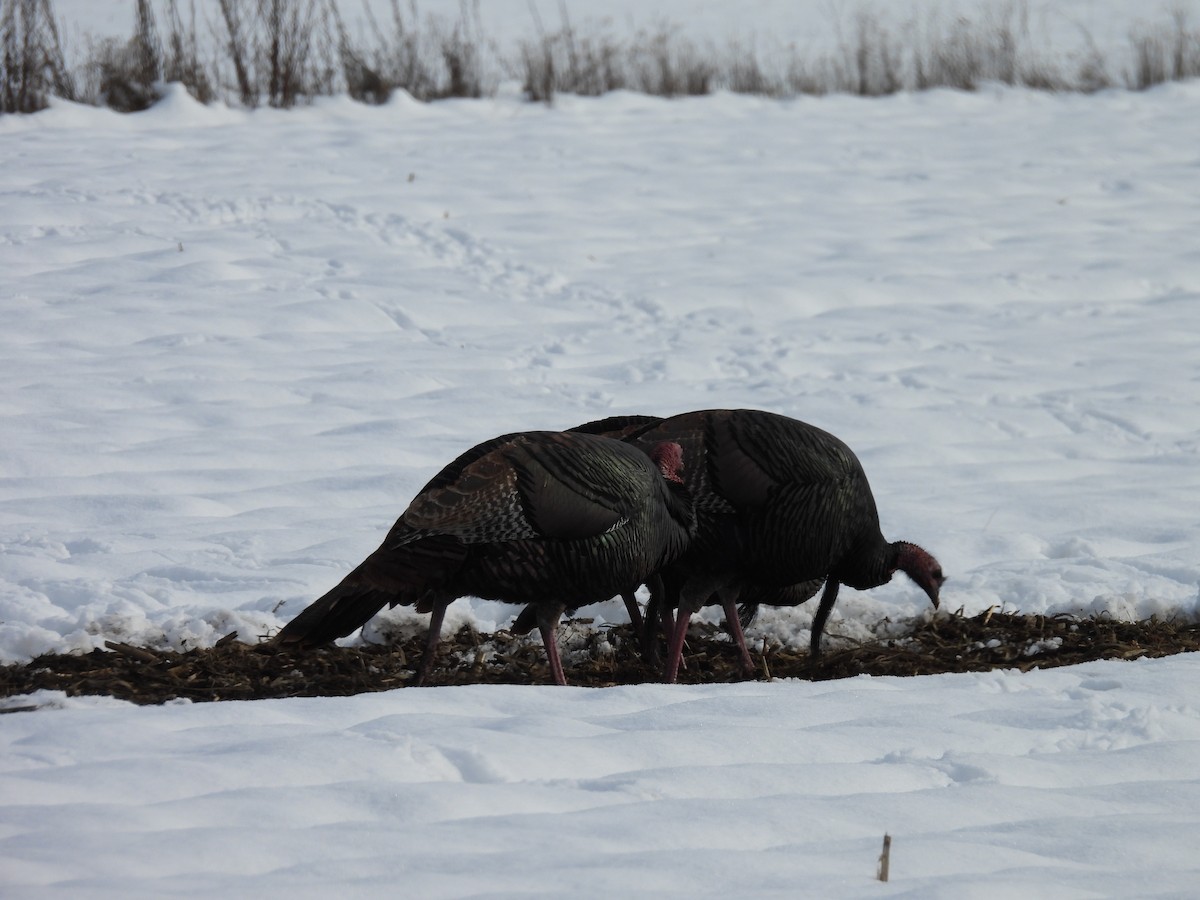 Wild Turkey - ML645871610