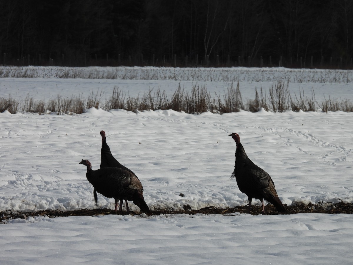 Wild Turkey - ML645871611