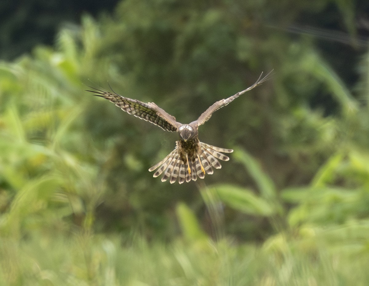 マダラチュウヒ - ML645871616