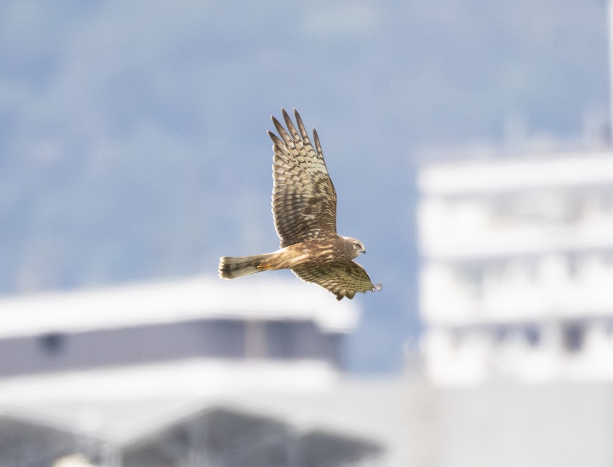 マダラチュウヒ - ML645871617