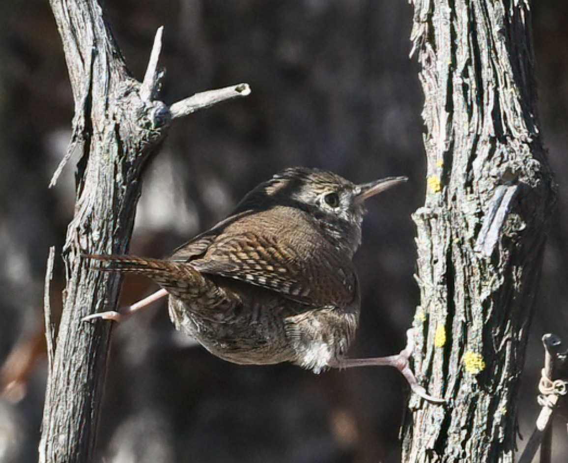 Northern House Wren - ML645871625