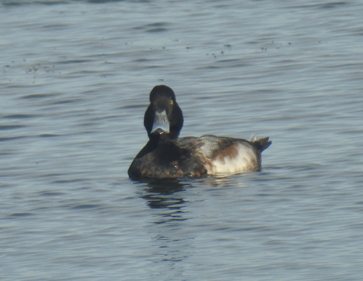 スズガモ - ML645871627