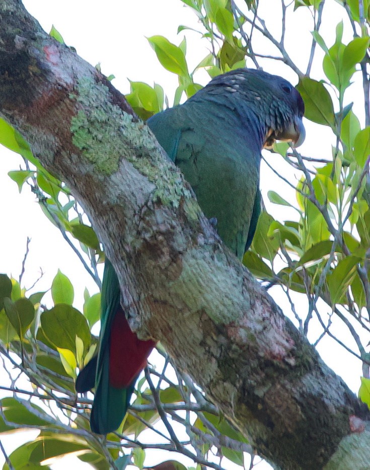 アケボノインコモドキ - ML645871629