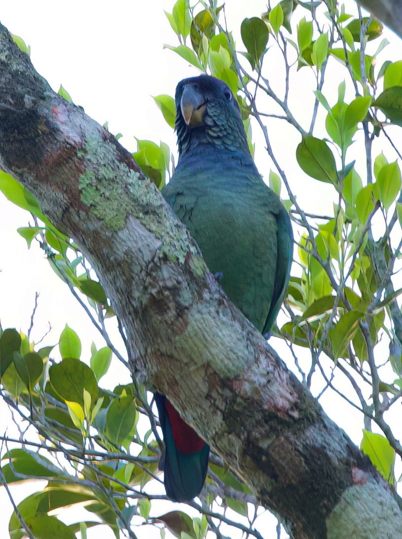 アケボノインコモドキ - ML645871630