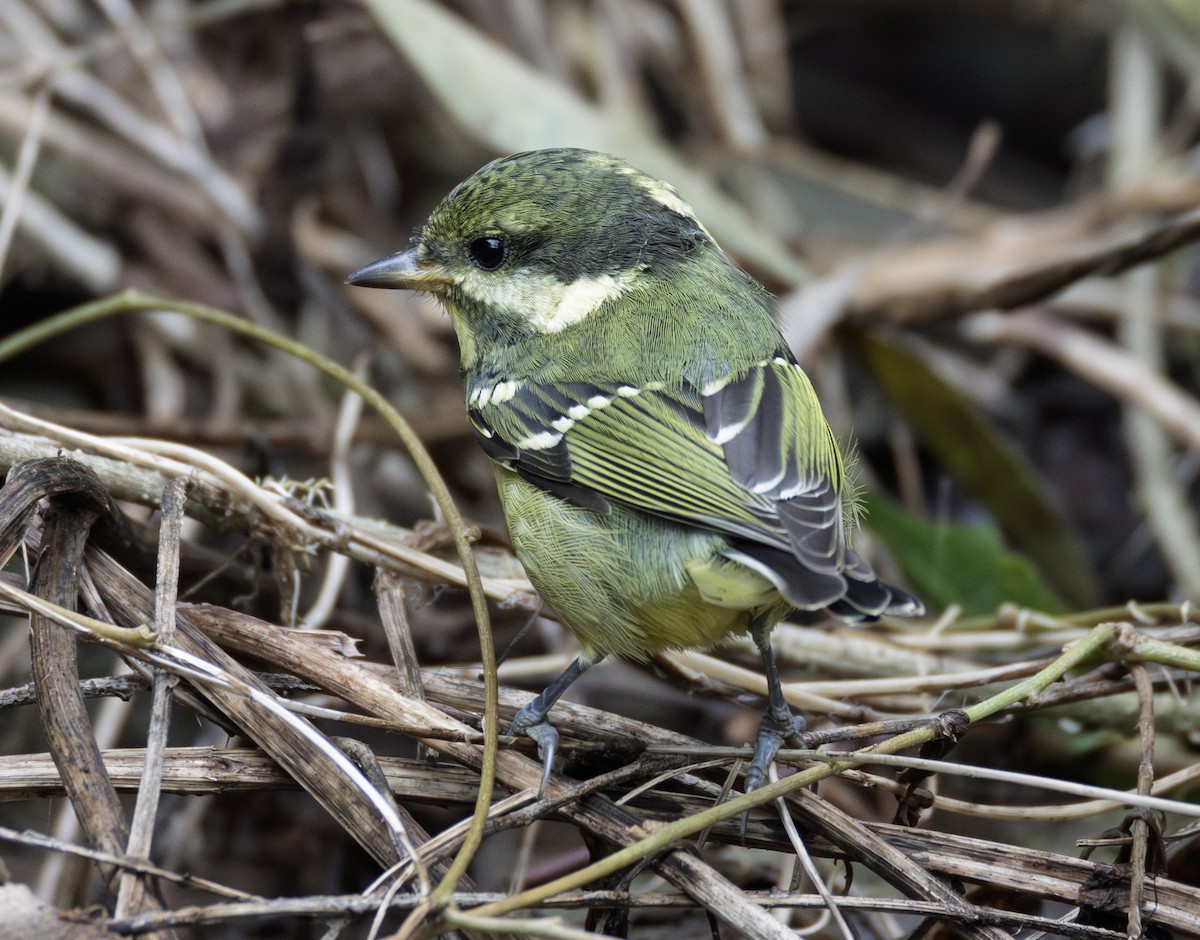 キバラガラ - ML645871631