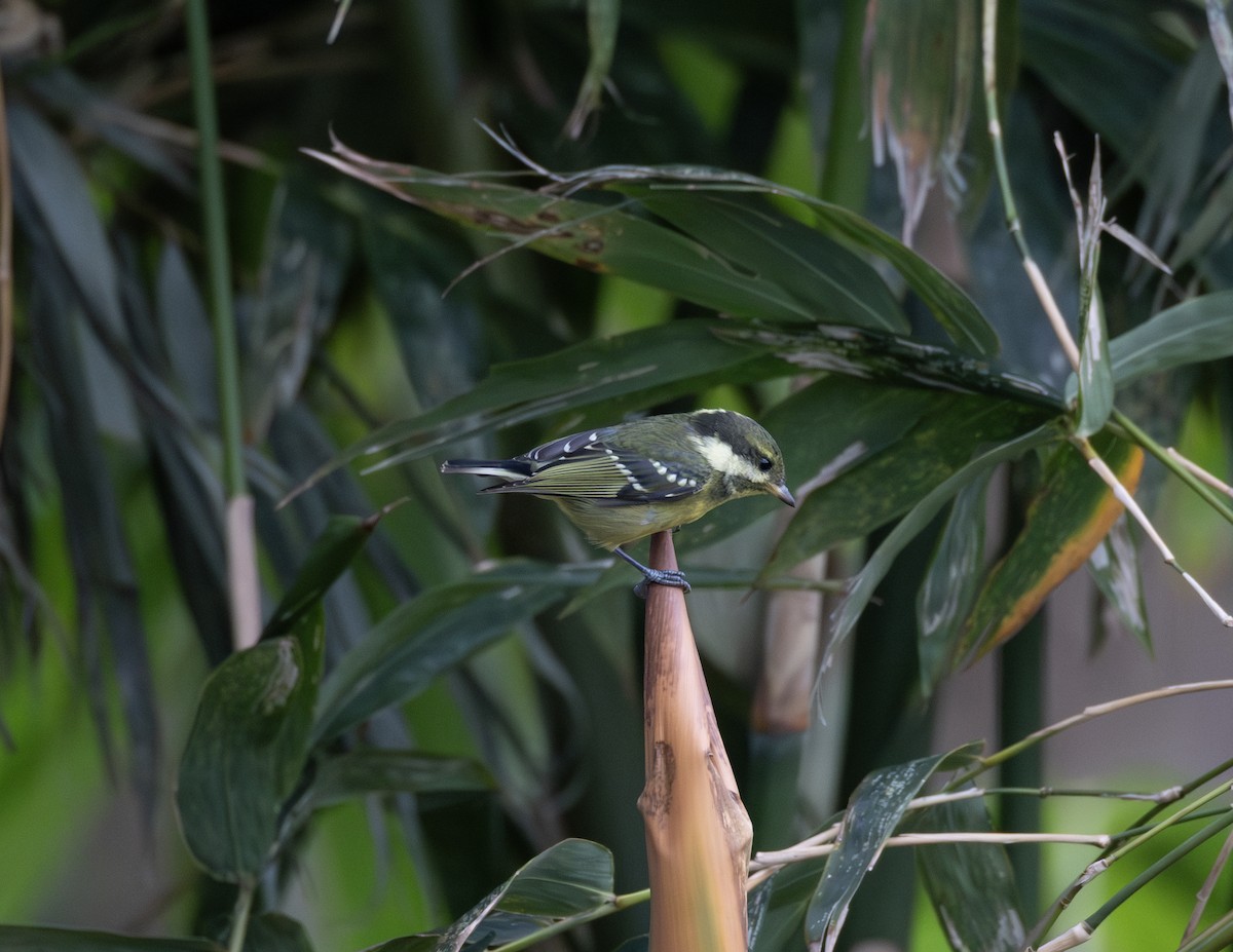 キバラガラ - ML645871632