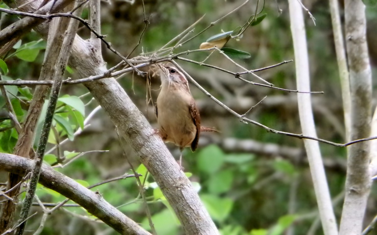 チャバラマユミソサザイ - ML645871633