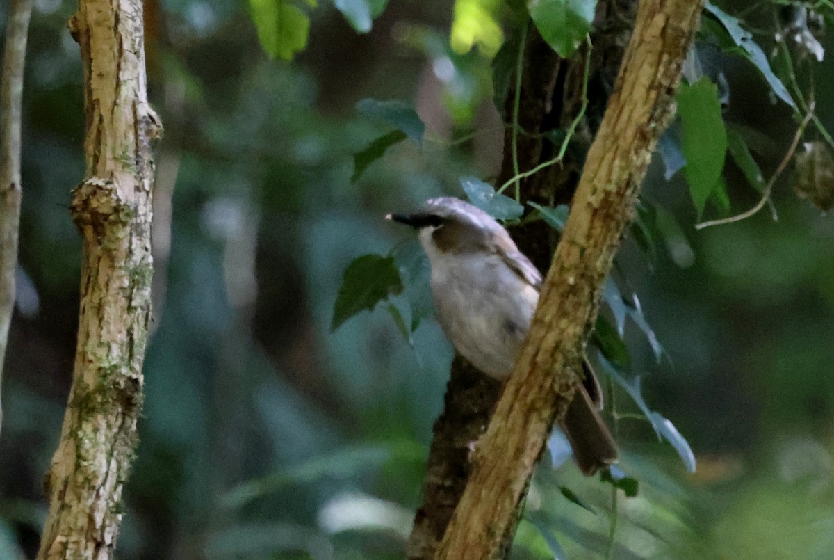 ハイガシラヤブヒタキ - ML645871639