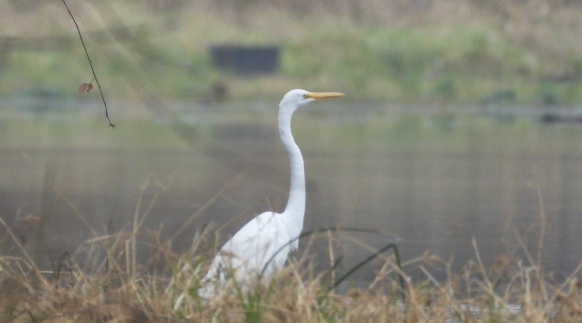 ダイサギ - ML645871640