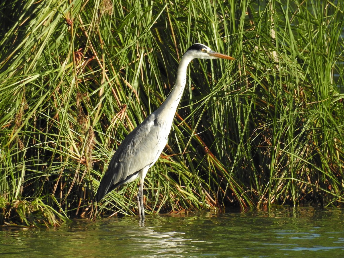 アオサギ - ML645871641