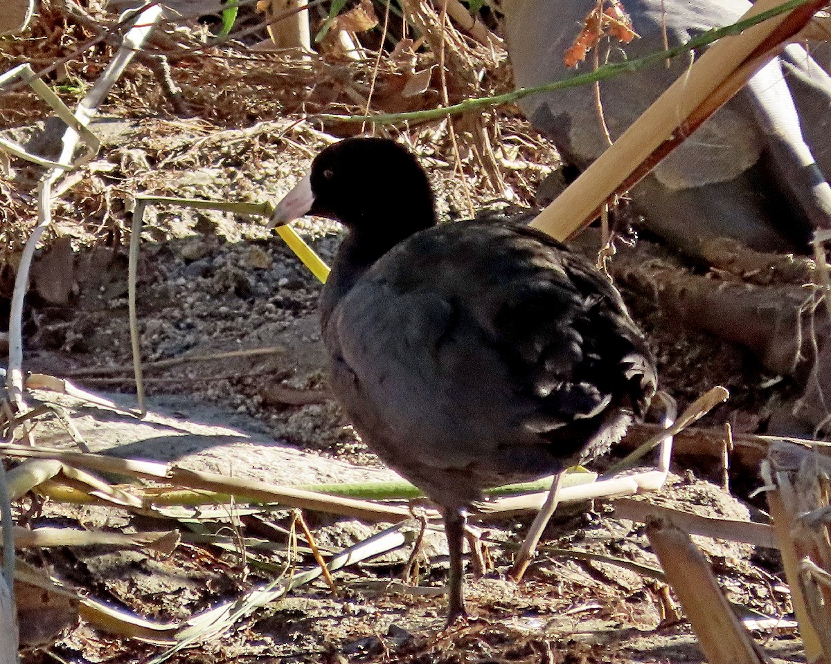 アメリカオオバン - ML645871642