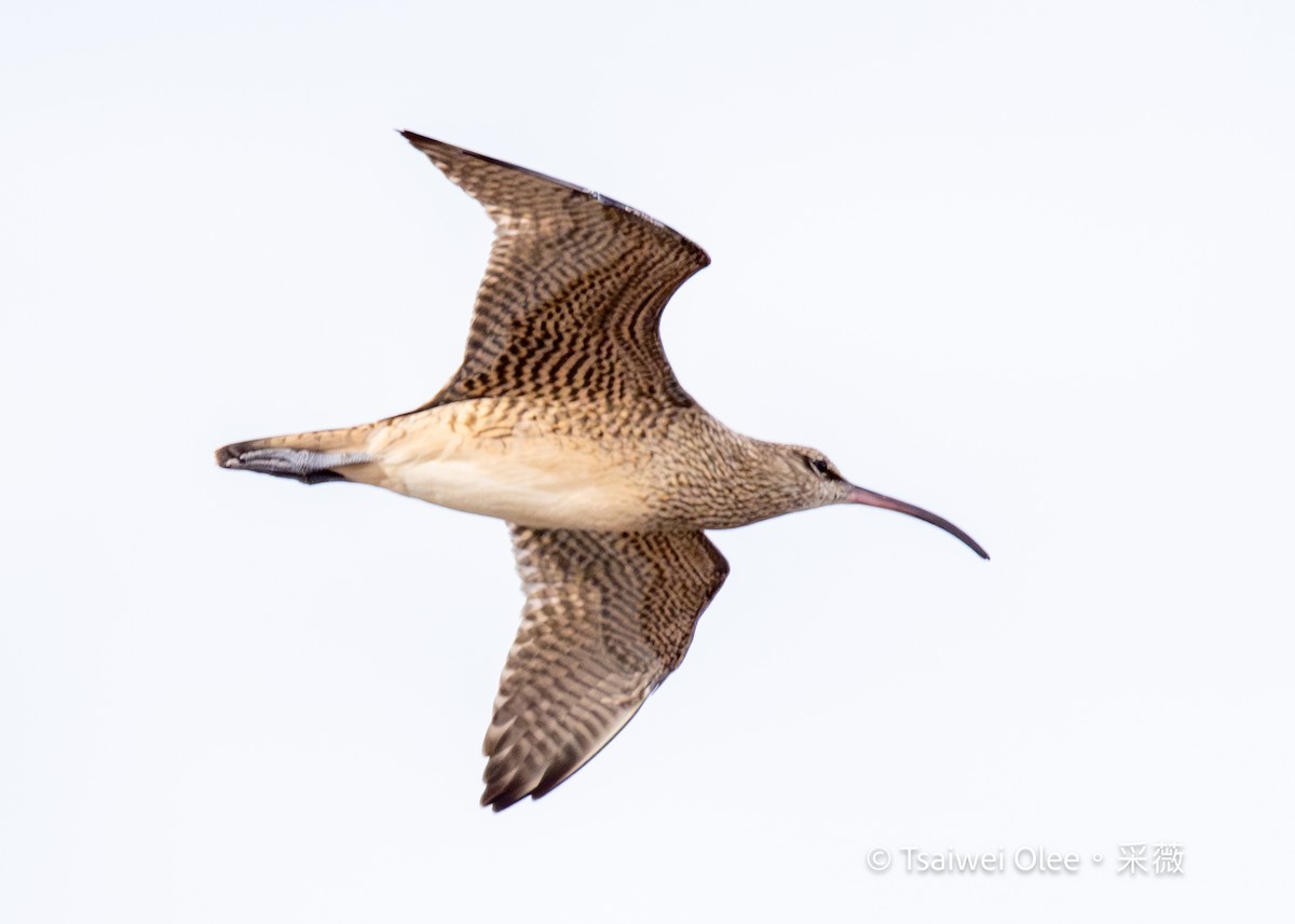 アメリカチュウシャクシギ - ML645871643