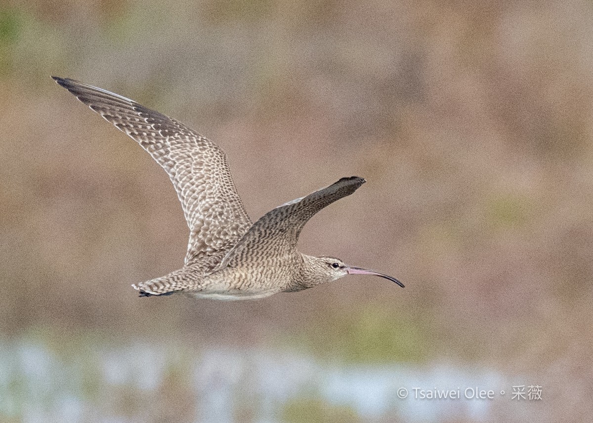 アメリカチュウシャクシギ - ML645871644