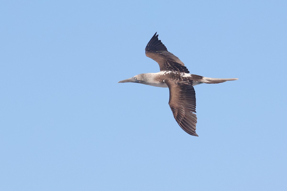 アオアシカツオドリ - ML645871645