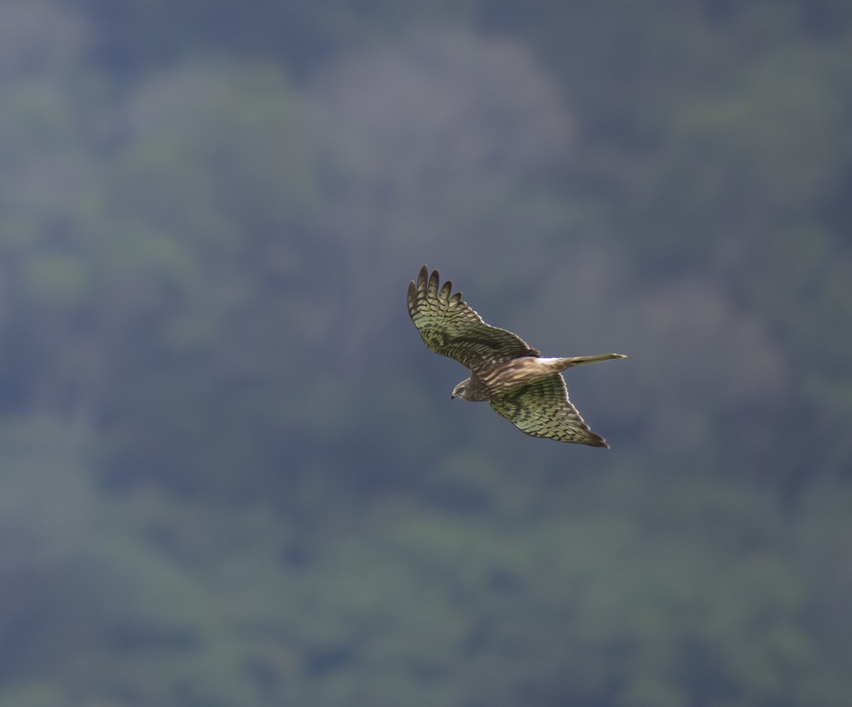 マダラチュウヒ - ML645871646