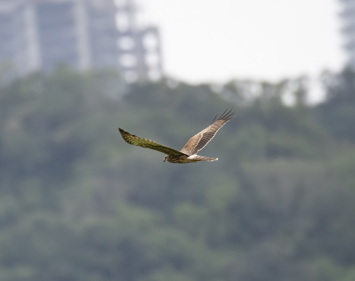 マダラチュウヒ - ML645871647