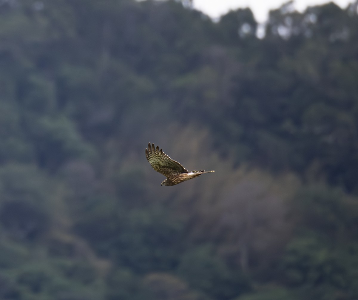 マダラチュウヒ - ML645871648