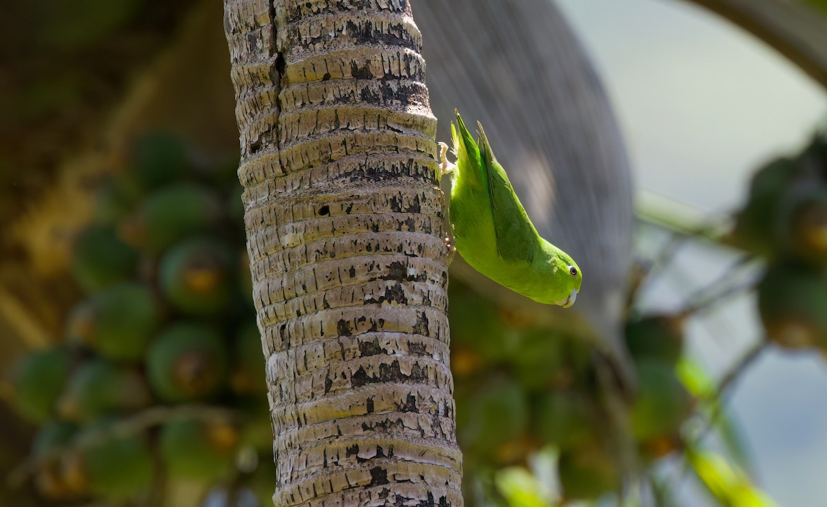 Cobalt-rumped Parrotlet - ML645871649