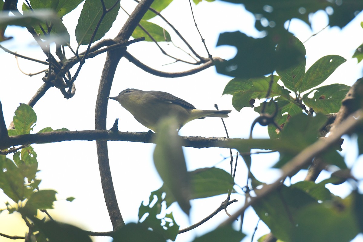 セアカモズモドキ - ML645871650