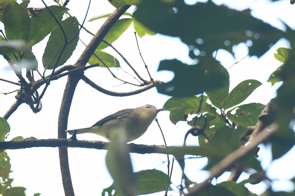 セアカモズモドキ - ML645871651