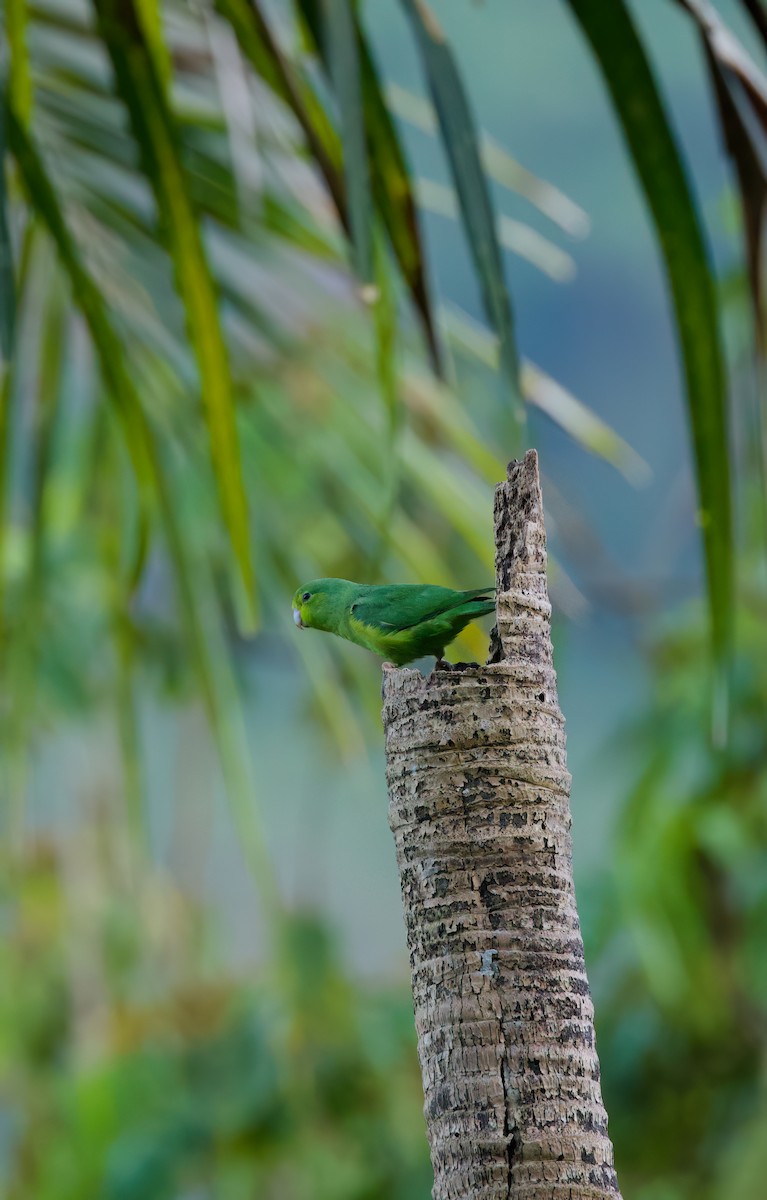 Cobalt-rumped Parrotlet - ML645871652