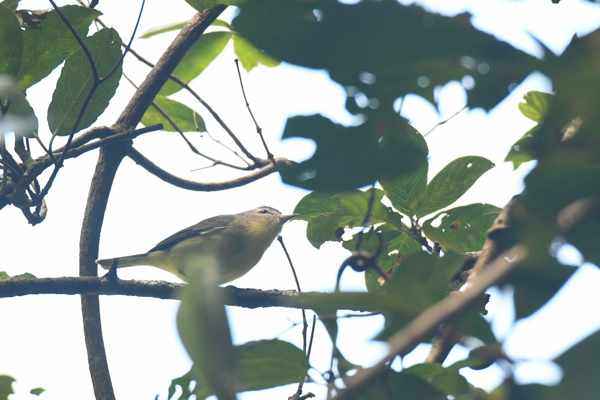 セアカモズモドキ - ML645871653