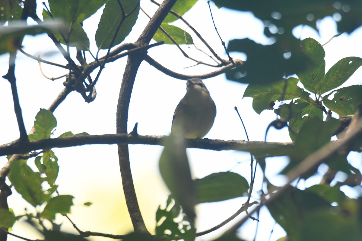 セアカモズモドキ - ML645871654