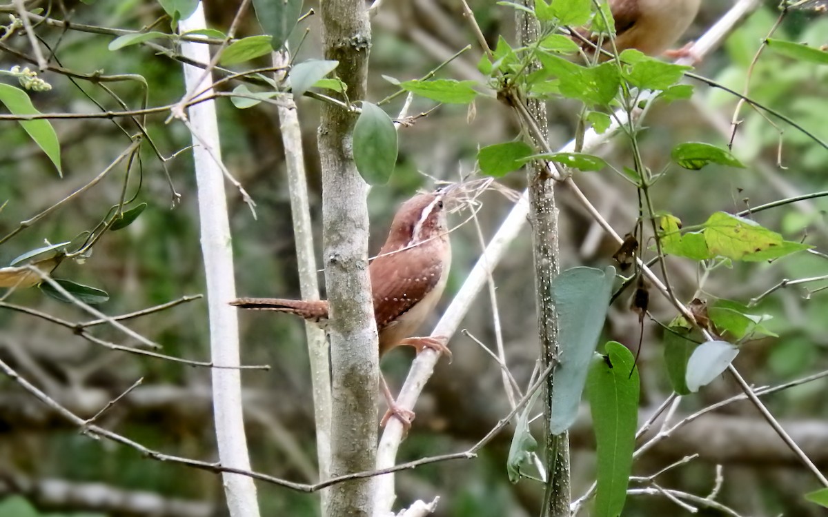 チャバラマユミソサザイ - ML645871655